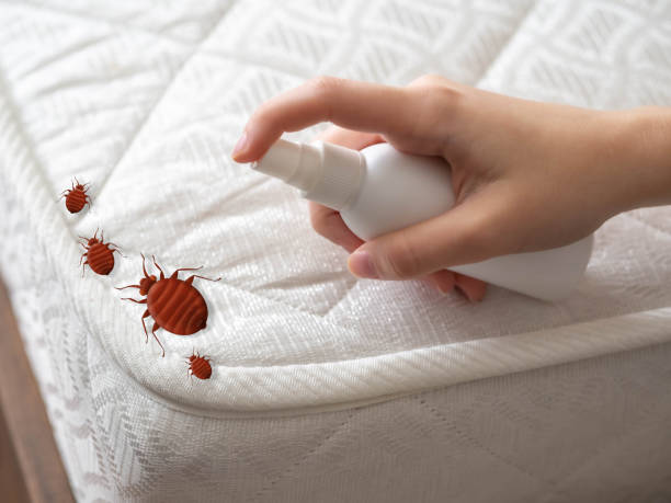 Best Wasp Removal Services  in West Lealman, FL