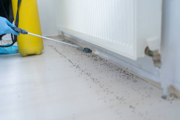 Best Affordable Pest Control Services  in West Lealman, FL
